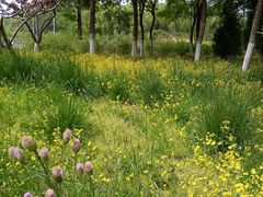 -大兴滨河森林公园