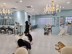 -安格丽娜·狗咖·猫咖羊驼咖(春熙路百盛商场店)