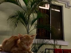 -玫瑰园餐厅