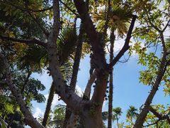 -海南槟榔谷黎苗文化旅游区