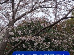 -高东镇樱花园