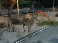-清迈夜间动物园