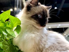 -藏猫猫咖啡主题馆(中央大道店)