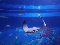 -成都浩海立方海洋公园