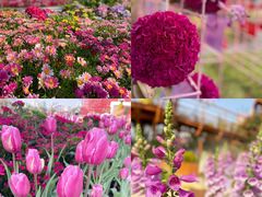 -海心沙亚运公园