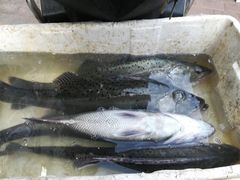 -香满居张记小厨私房菜(青岛站店)