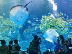 -芜湖新华联大白鲸海洋公园