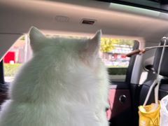 -宠物寄养训练学校