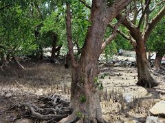 -宝安西湾红树林湿地公园