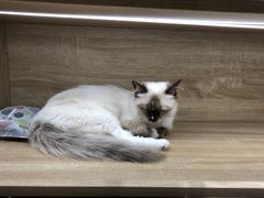 -藏猫猫咖啡主题馆(中央大道店)