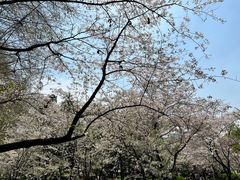 -武汉大学-樱园