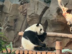 -青藏高原野生动物园