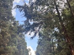 -长虫山生态公园风景林
