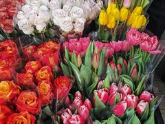 -三圣花乡旅游区