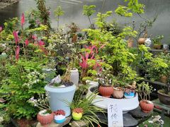 -金科花卉市场