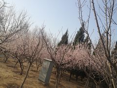 -大兴滨河森林公园