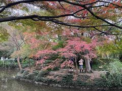 -秋霞圃