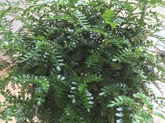 -西岭雪山大飞水景区