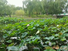 android_upload_pic-紫竹院公园冰场
