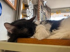 -平行世界·猫咖(首经贸店)