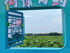 -荷塘月色湿地公园·向阳花洲