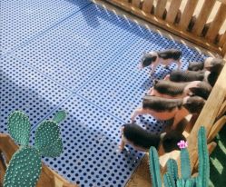 -萌宠亲子动物乐园(槐房万达店)