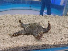 -上海海洋水族馆