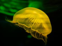 -福州罗源湾海洋世界旅游区