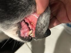 -达爱动物医院·犬猫分区·CT·复杂眼科(远洋山水分院)