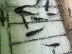 -姥家大锅台水库渔家