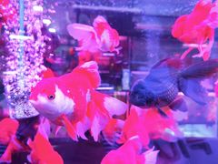 -中环花鸟鱼虫市场
