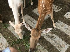-北京麋鹿生态实验中心
