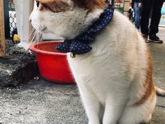 -鲤鱼门海鲜街