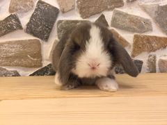 -龙猫仔乐园(惠福东路店)