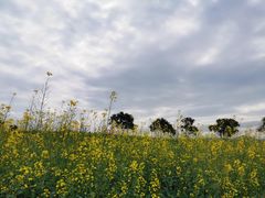 -光明小镇欢乐田园