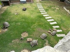 -广东惠东海龟国家级自然保护区