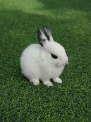 -萌宠亲子动物乐园(槐房万达店)