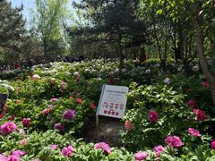 -太阳宫公园