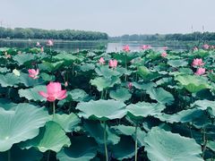 -素心小筑(后沙裕镇店)