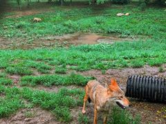 -沈阳森林动物园