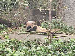-都江堰中华大熊猫苑