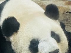 -海南热带野生动植物园
