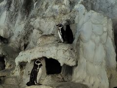 -帝企鹅自助餐厅•儿童岛•真企鹅(长隆企鹅酒店)