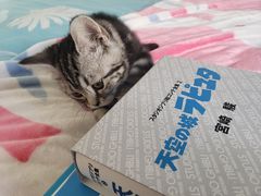 -欣宠猫屋·矮脚拿破仑·蓝金金渐层