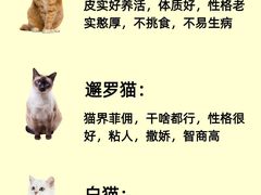 -lincat·猫舍(广州店)