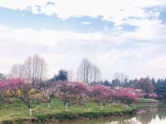 -上海海湾国家森林公园