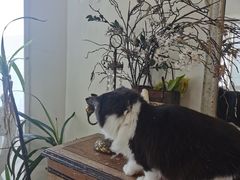 -共舞时光猫咖·狗咖(新街口店)