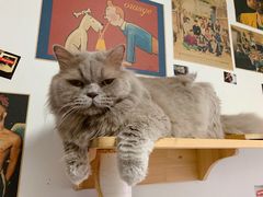 -我爱猫咪·猫咖·狗咖·安哥拉兔·羊驼咖(小寨华旗店)