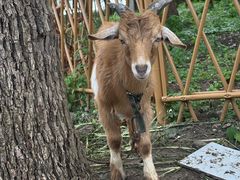 -马陆小张葡萄园农家乐