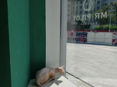 -飞行喵MR PILOT|猫舍·猫咖(静安大融城店)